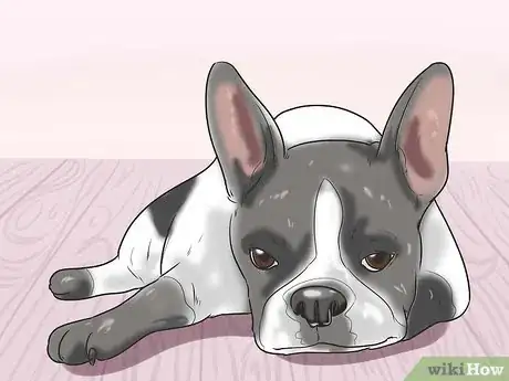 Imagen titulada Treat Anemia in Dogs Step 1