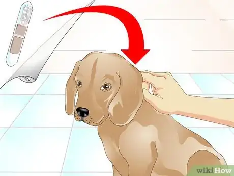 Imagen titulada Tell if a Dog Is Microchipped Step 2