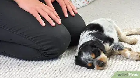 Imagen titulada Carry a Puppy Step 1