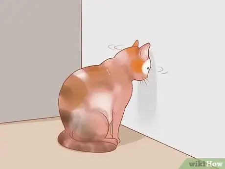 Imagen titulada Identify and Treat Liver Shunts in Cats Step 4