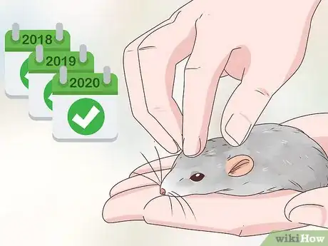 Imagen titulada Choose Between a Pet Mouse or Pet Rat Step 6