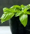 guardar albahaca fresca