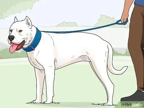 Imagen titulada Identify a Dogo Argentino Step 16