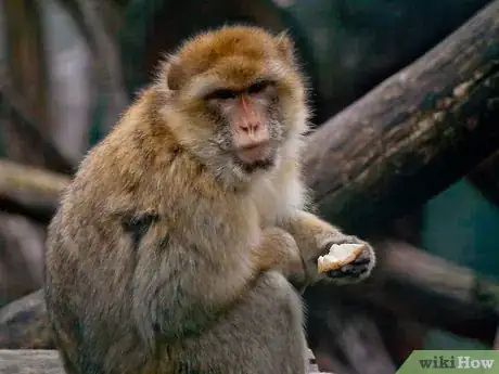 Imagen titulada Save Animals by Participating in Indian Wildlife Conservation Projects Step 8