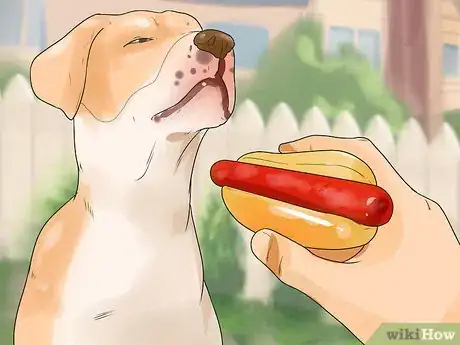 Imagen titulada Stop a Dog from Killing Squirrels Step 3