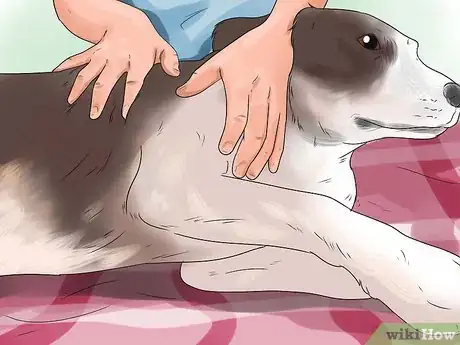 Imagen titulada Help a Dog Who Has Canine Epilepsy Step 3
