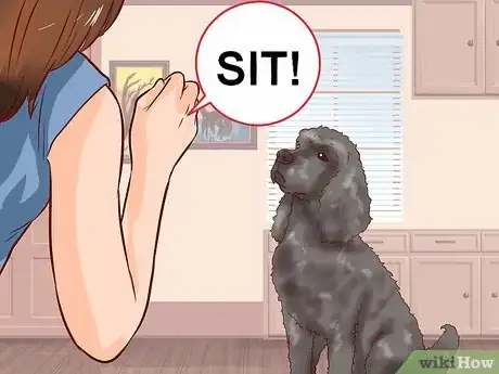 Imagen titulada Care for a Toy Poodle Step 23