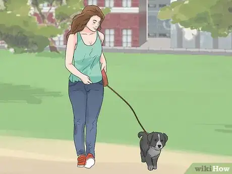 Imagen titulada Train Border Collies Step 20