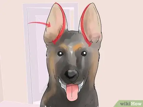 Imagen titulada Tape Up Stubborn German Shepherd Puppy Ears Step 1
