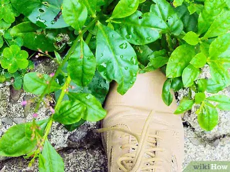 Imagen titulada Clean Muddy Shoes Step 1
