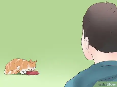 Imagen titulada Treat Epilepsy in Cats Step 14