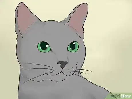Imagen titulada Identify a Korat Cat Step 1
