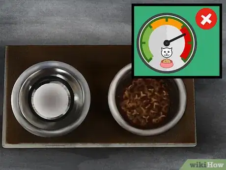 Imagen titulada Help a Cat Recover from Anesthesia Step 5