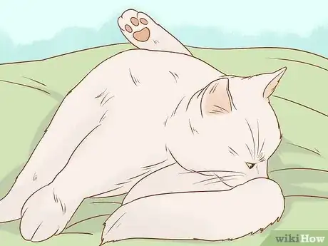 Imagen titulada Tell if a Cat Still Has Kittens Inside Step 5