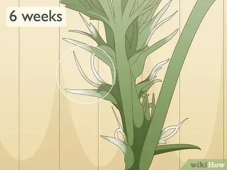 Imagen titulada Identify Female and Male Marijuana Plants Step 6
