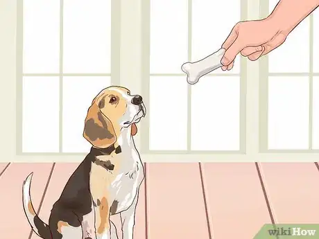 Imagen titulada Train Beagles Step 6