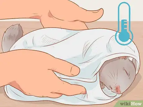 Imagen titulada Spot Signs of Illness in Chinchillas Step 12