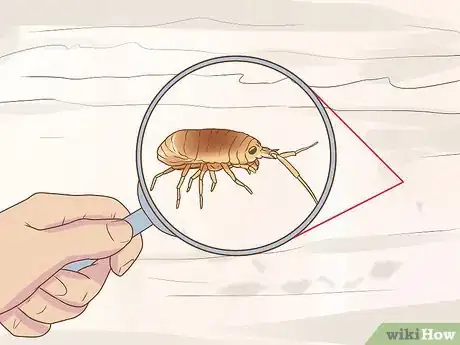 Imagen titulada Get Rid of Sandfleas Step 1