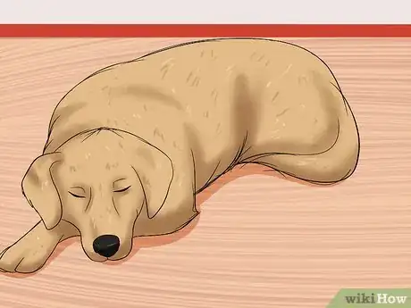 Imagen titulada Recognize a Stroke in Dogs Step 7