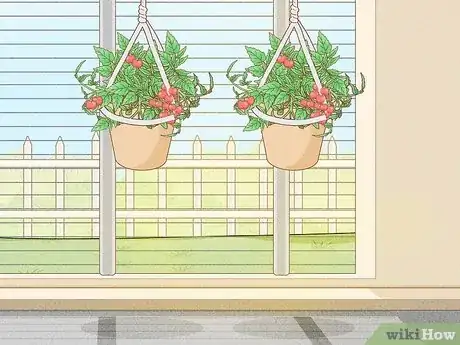 Imagen titulada Grow a Tomato Plant Step 5