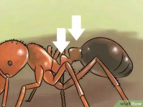 Imagen titulada Identify Ants Step 7