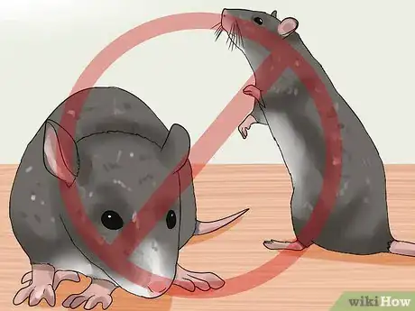 Imagen titulada Treat a Cat for Snakebite Step 15