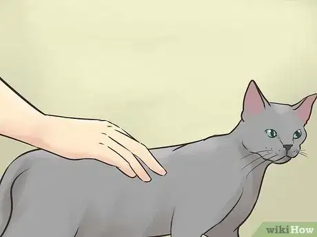 Imagen titulada Identify a Korat Cat Step 4