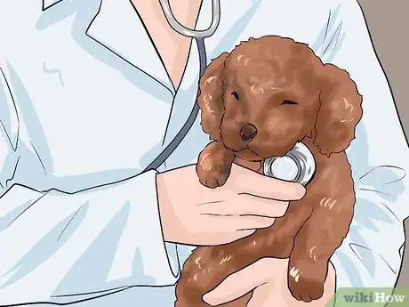 Imagen titulada Care for a Toy Poodle Step 18