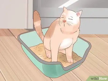 Imagen titulada Identify and Treat Liver Shunts in Cats Step 6