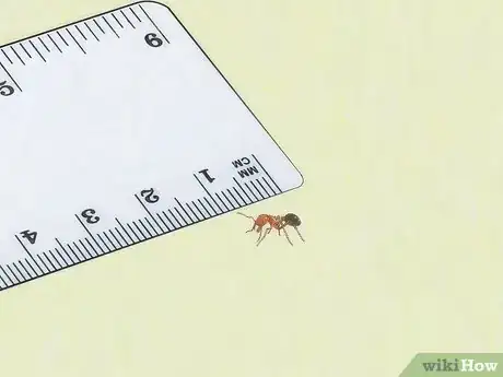 Imagen titulada Identify Ants Step 9