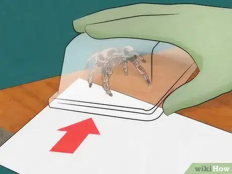 Imagen titulada Pick up a Tarantula Step 3