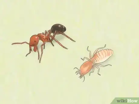 Imagen titulada Identify Ants Step 5