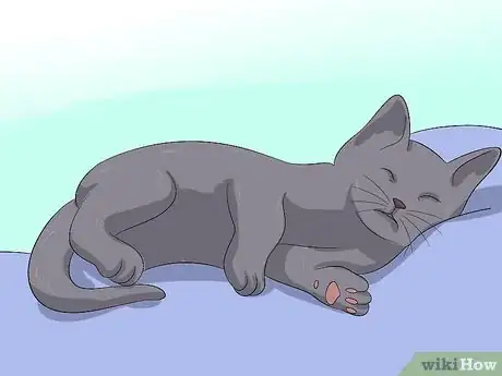Imagen titulada Treat Coccidiosis in Cats Step 11
