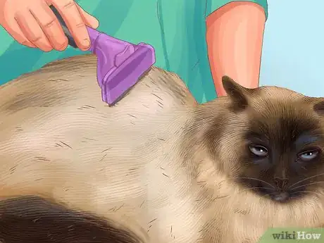 Imagen titulada Care for a Siamese Cat Step 5