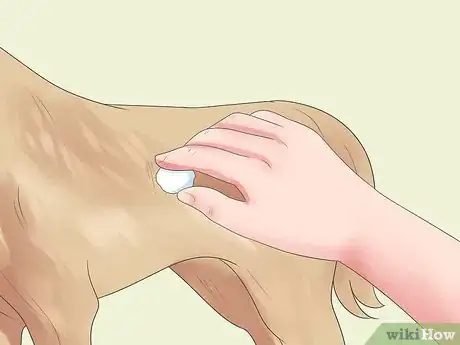 Imagen titulada Treat Dog Bite Wounds on Dogs Step 8
