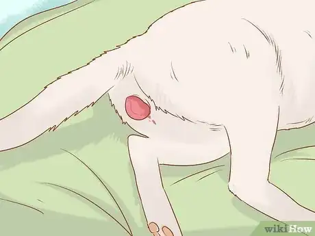 Imagen titulada Tell if a Cat Still Has Kittens Inside Step 4