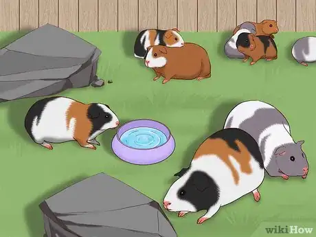 Imagen titulada Care for a Pregnant Guinea Pig Step 11
