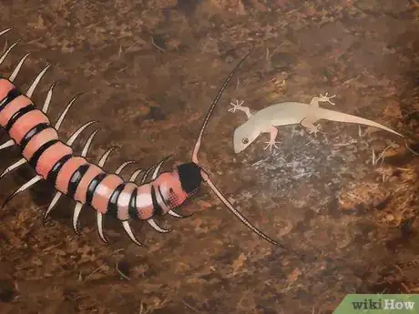 Imagen titulada Care for a Centipede Step 9
