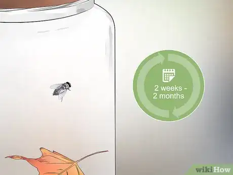 Imagen titulada Keep a Pet Fly Step 13