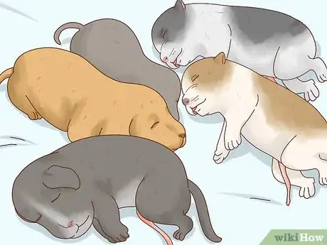 Imagen titulada Breed Pit Bulls Step 17