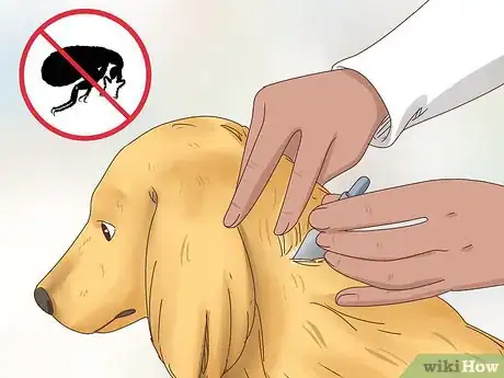 Imagen titulada Get Rid of Fleas on Rabbits Step 7
