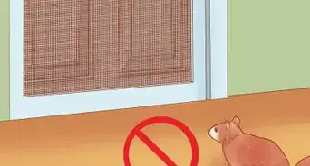 identificar y tratar las larvas en los gatos
