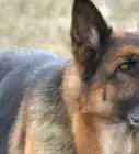 tomar la temperatura de un perro sin usar un termómetro