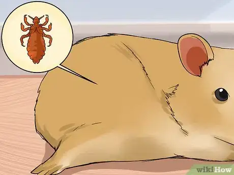 Imagen titulada Stop a Guinea Pig from Shedding Step 9