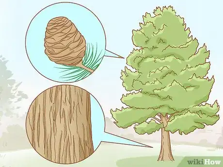 Imagen titulada Identify Cedar Trees Step 9