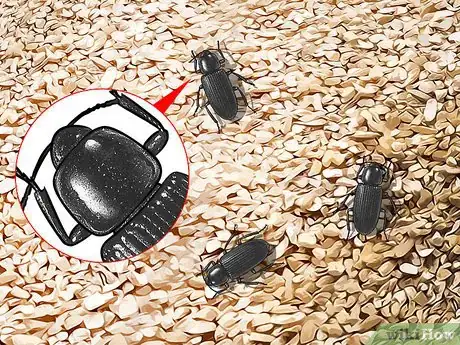 Imagen titulada Identify Beetles Step 11