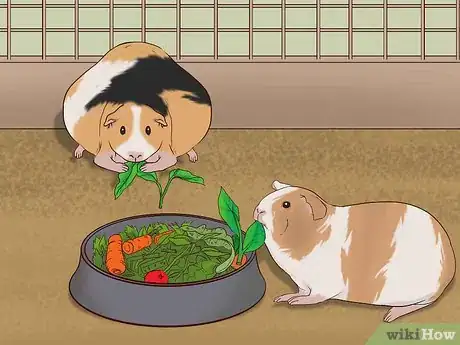Imagen titulada Care for a Pregnant Guinea Pig Step 20