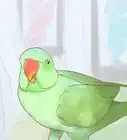 cuidar a un loro