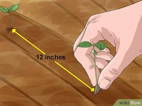 Imagen titulada Plant Apple Seeds Step 8