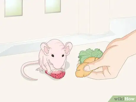 Imagen titulada Care for a Hairless Rat Step 2